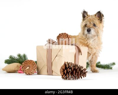 Cairn Terrier mit Geschenken Stockfoto