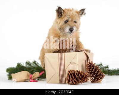 Cairn Terrier mit Geschenken Stockfoto