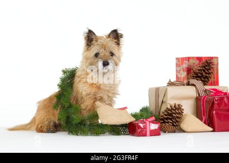 Cairn Terrier mit Geschenken Stockfoto