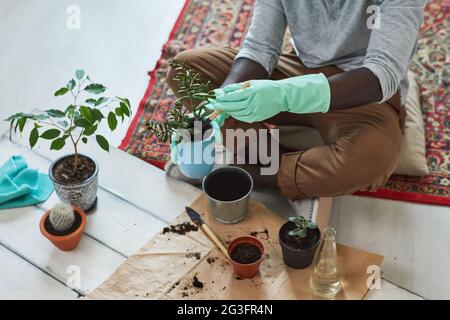 Nahaufnahme des Gärtners in Schutzhandschuhen, der sich um die Pflanzen im Raum kümmert Stockfoto
