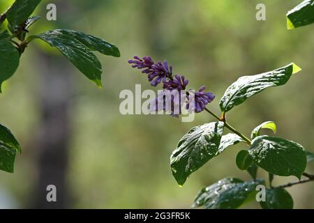 Ungarischer Flieder wartet darauf, dass sich die Knospen nach dem Regenschauer öffnen Stockfoto