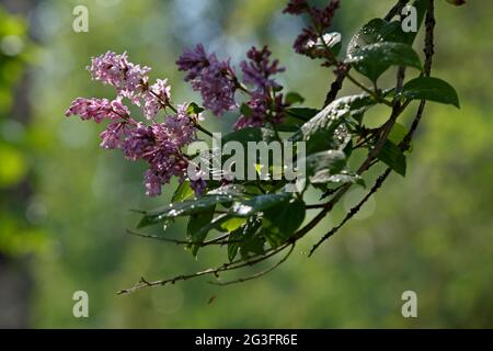 Ungarischer Flieder (Syringa josikaea) blüht nach Regenschauer Stockfoto