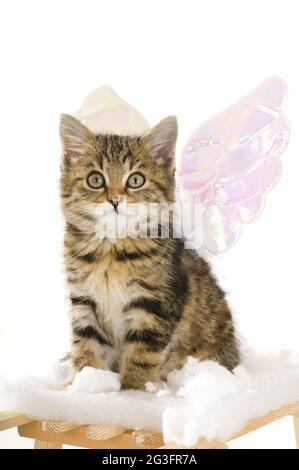 Kätzchen mit Engelsflügeln Stockfoto