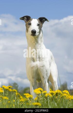 Ungarischer Agar Stockfoto