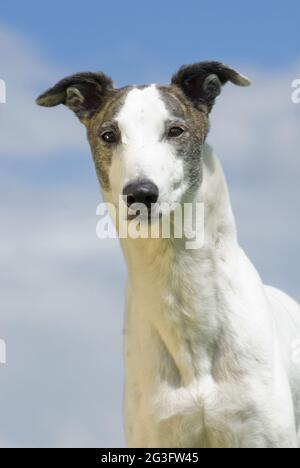 Ungarischer Agar Stockfoto