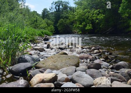 Sommerszenen auf dem Fluss Dee in der Nähe von Llangollen, Denbighshire. Zeigt Rinder am Rand des Wassers, an der Kettenbrücke und an der Uferlinie. Stockfoto