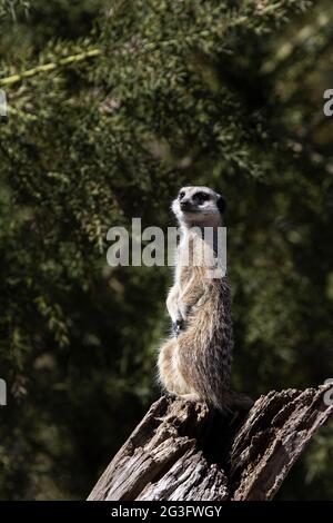 Ein Porträt eines einzelnen Erdmännchen elegant balanciert Stockfoto