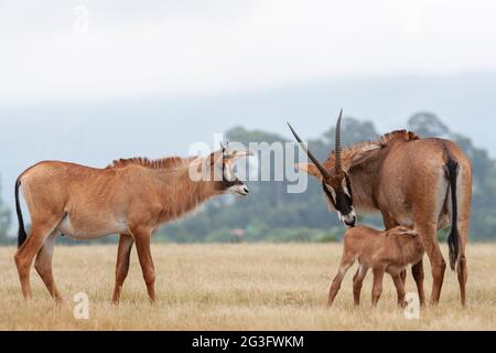 Roan (Hippotragus equinus) mit Kalb, Zuchtprogramm des Naturschutzgebietes Mlilwane, Eswatini, Afrika Stockfoto
