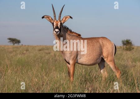Roan (Hippotragus equinus), Mokala-Nationalpark, Nordkap, Südafrika Stockfoto