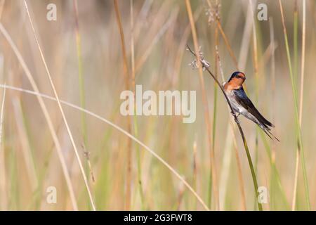 Willkommene Schwalbe (Hirundo neoxena). Cudgen Lake, NSW, Australien Stockfoto