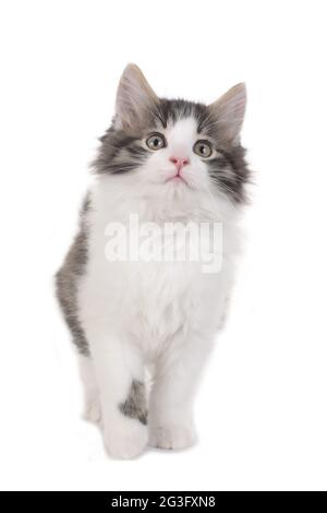 Kleine einheimische Kätzchen Stockfoto