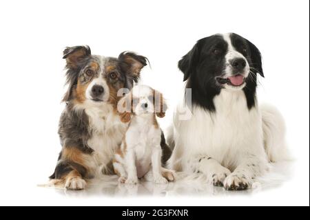 Australischer Schäferhund, Border Collie, Cavalier King Charles Spaniel Stockfoto