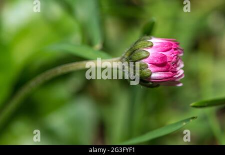 Geschlossene violette Gänseblümchen-Blume auf einem Grasgrund Stockfoto