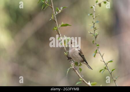 Buchfink-Männchen, das im Frühjahr in Schottland auf einem baumbestandenen Ast aus der Nähe thront Stockfoto