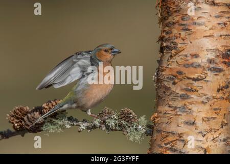 Buchfink Männchen im Begriff, Zweig mit Kiefernzapfen aus der Nähe zu fliegen, in Schottland im Frühjahr Stockfoto