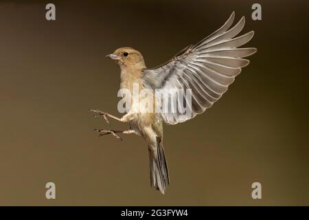 Buchfink, weiblich, schwebend, im Frühjahr in einem Wald in schottland aus nächster Nähe Stockfoto