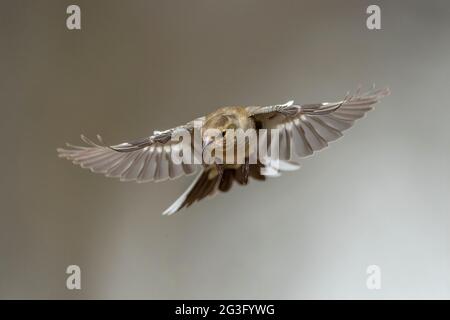 Buchfink, weiblich, schwebend, im Frühjahr in einem Wald in schottland aus nächster Nähe Stockfoto