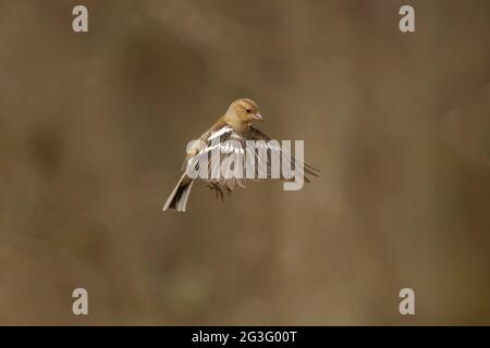 Buchfink, weiblich, schwebend, im Frühjahr in einem Wald in schottland aus nächster Nähe Stockfoto
