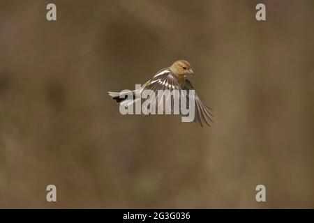 Buchfink, weiblich, schwebend, im Frühjahr in einem Wald in schottland aus nächster Nähe Stockfoto