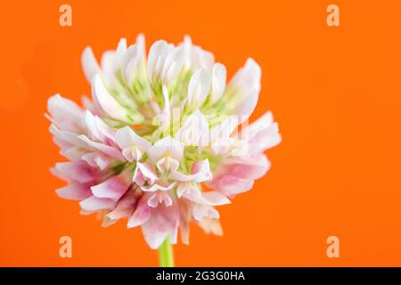 Wildblume namens Alsike Clover oder Trifolium Hybridum Stockfoto