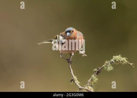 Buchfink-Männchen, das im Frühjahr in Schottland auf einem mit Flechten bedeckten Ast aus der Nähe thronte Stockfoto