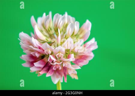 Wildblume namens Alsike Clover oder Trifolium Hybridum Stockfoto