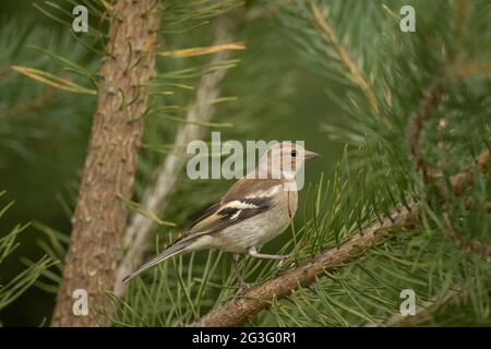 Buchfink-Jungweibchen, das im Sommer in Schottland auf einem Kiefernzweig aus der Nähe thront Stockfoto