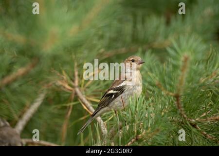 Buchfink-Jungweibchen, das im Sommer in Schottland auf einem Kiefernzweig aus der Nähe thront Stockfoto