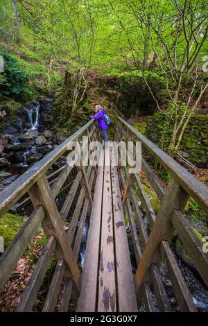 Beobachten Sie den Wasserfall von der Fußgängerbrücke über Cat Gill in Great Wood bei Derwent Water, Lake District, England Stockfoto