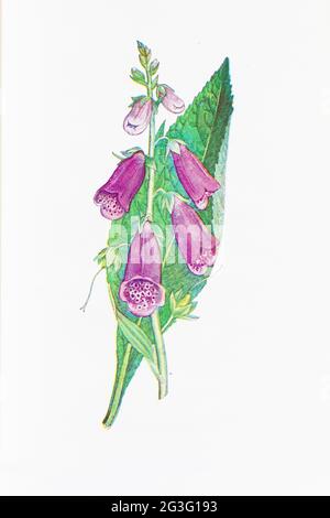 Foto einer alten botanischen Fuchshandschuh-Pflanze Illustration Stockfoto