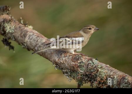 Buchfink Weibchen, die im Frühjahr in Schottland auf einem Ast aus der Nähe thront Stockfoto