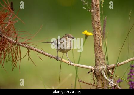 Buchfink Weibchen, die im Frühjahr in Schottland auf einem Ast aus der Nähe thront Stockfoto