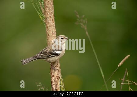 Buchfink Weibchen, die im Frühjahr in Schottland auf einem Ast aus der Nähe thront Stockfoto