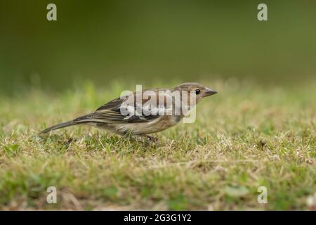 Buchfink-Weibchen, jugendlich, auf dem Gras sitzend, aus der Nähe, im Sommer in Schottland Stockfoto