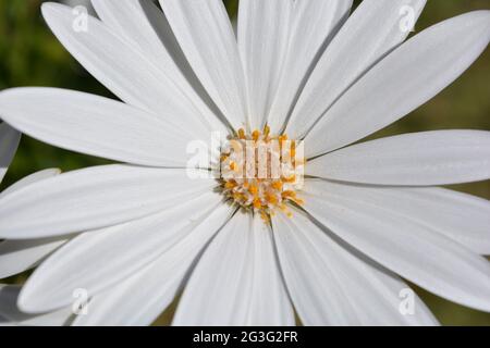 Osteospermum Daisy, auch bekannt als Daisy Bush Stockfoto