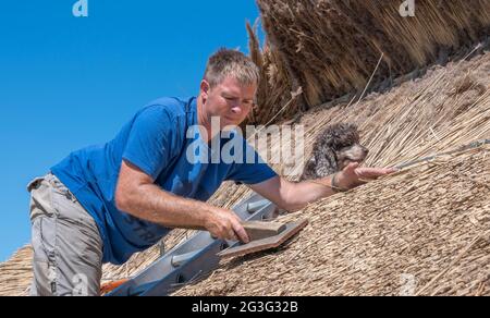Old Warden, Bedfordshire, Großbritannien. 15. Juni 2021. An einem der heißesten Tage des Jahres arbeitete Chris Dodson, ein Meister der vierten Generation, thatcher mit seinem Spaniel-Hund Molly, mit traditionellem Wasserrohr, um ein Sportpavillon-Dach neu zu behauen. Nach der Fertigstellung hält das Strohdach normalerweise vierzig bis fünfzig Jahre, bevor es ersetzt werden muss. Quelle: Matt Limb OBE/Alamy Live News Stockfoto