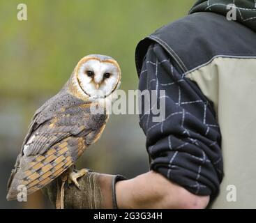 Die Stalleule (Tyto alba) Stockfoto