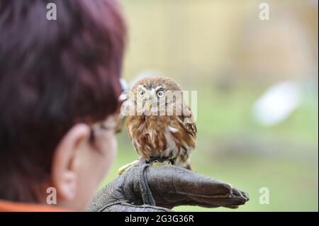 Die brasilianische Zwergeule.Ferruginous Zwergeule Stockfoto