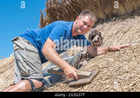 Old Warden, Bedfordshire, Großbritannien. 15. Juni 2021. An einem der heißesten Tage des Jahres arbeitete Chris Dodson, ein Meister der vierten Generation, thatcher mit seinem Spaniel-Hund Molly, mit traditionellem Wasserrohr, um ein Sportpavillon-Dach neu zu behauen. Nach der Fertigstellung hält das Strohdach normalerweise vierzig bis fünfzig Jahre, bevor es ersetzt werden muss. Quelle: Matt Limb OBE/Alamy Live News Stockfoto