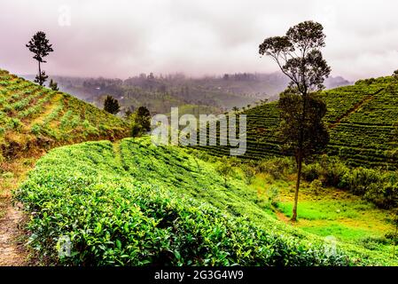 Teeplantage in Sri Lanka Highland unter wolkigen Himmel Stockfoto