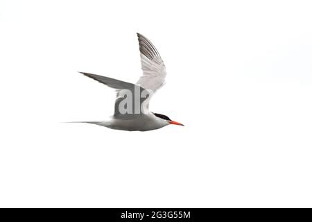 Seeschwalbe - Sterna Hirundo - im Flug Stockfoto