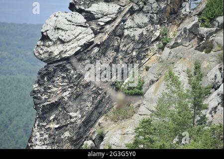 Saker Falcon-Falco cherrug Stockfoto