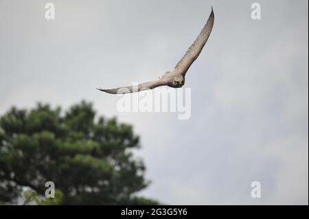 Saker Falcon-Falco cherrug Stockfoto