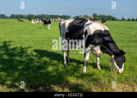 Niederländische Kühgruppe draußen bei sonnigem Frühlingswetter in den Niederlanden Noordoostpolder Flevoland. Niederlande Stockfoto