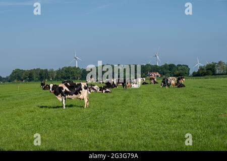 Niederländische Kühgruppe draußen bei sonnigem Frühlingswetter in den Niederlanden Noordoostpolder Flevoland. Niederlande Stockfoto