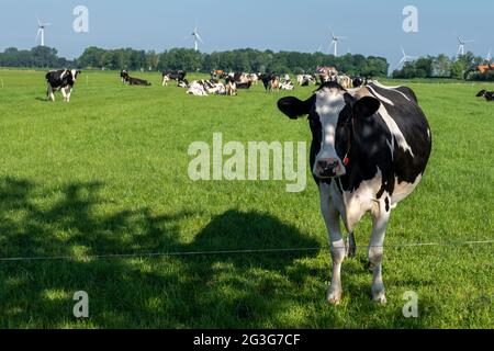 Niederländische Kühgruppe draußen bei sonnigem Frühlingswetter in den Niederlanden Noordoostpolder Flevoland. Niederlande Stockfoto