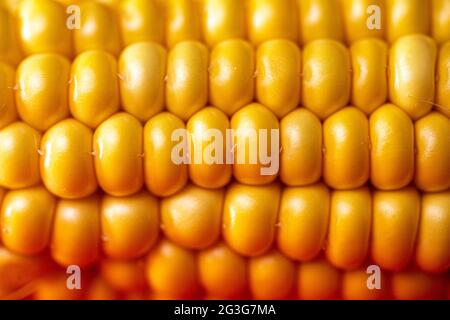 Maiskörner aus nächster Nähe. Gelber, reifer Mais. Stockfoto