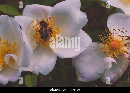 Eine Biene und eine kleine weiße Rose, eine Hunderose und eine Biene, kunstvolles Makrofoto, eine Biene auf einer weißen kleinen Rose