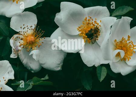 Eine Biene und eine kleine weiße Rose, eine Hunderose und eine Biene, kunstvolles Makrofoto, eine Biene auf einer weißen kleinen Rose Stockfoto