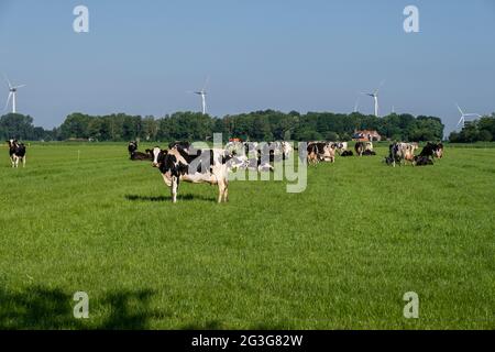 Niederländische Kühgruppe draußen bei sonnigem Frühlingswetter in den Niederlanden Noordoostpolder Flevoland. Niederlande Stockfoto